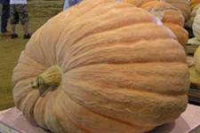 Worlds Largest Pumpkin
