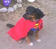 Super Dog!!