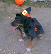 The Wicked Witch Dog