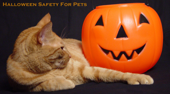 Halloween Safety for Pets