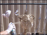 Halloween Skeleton