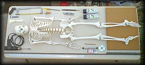 Bucky Skeleton & Parts for Stand